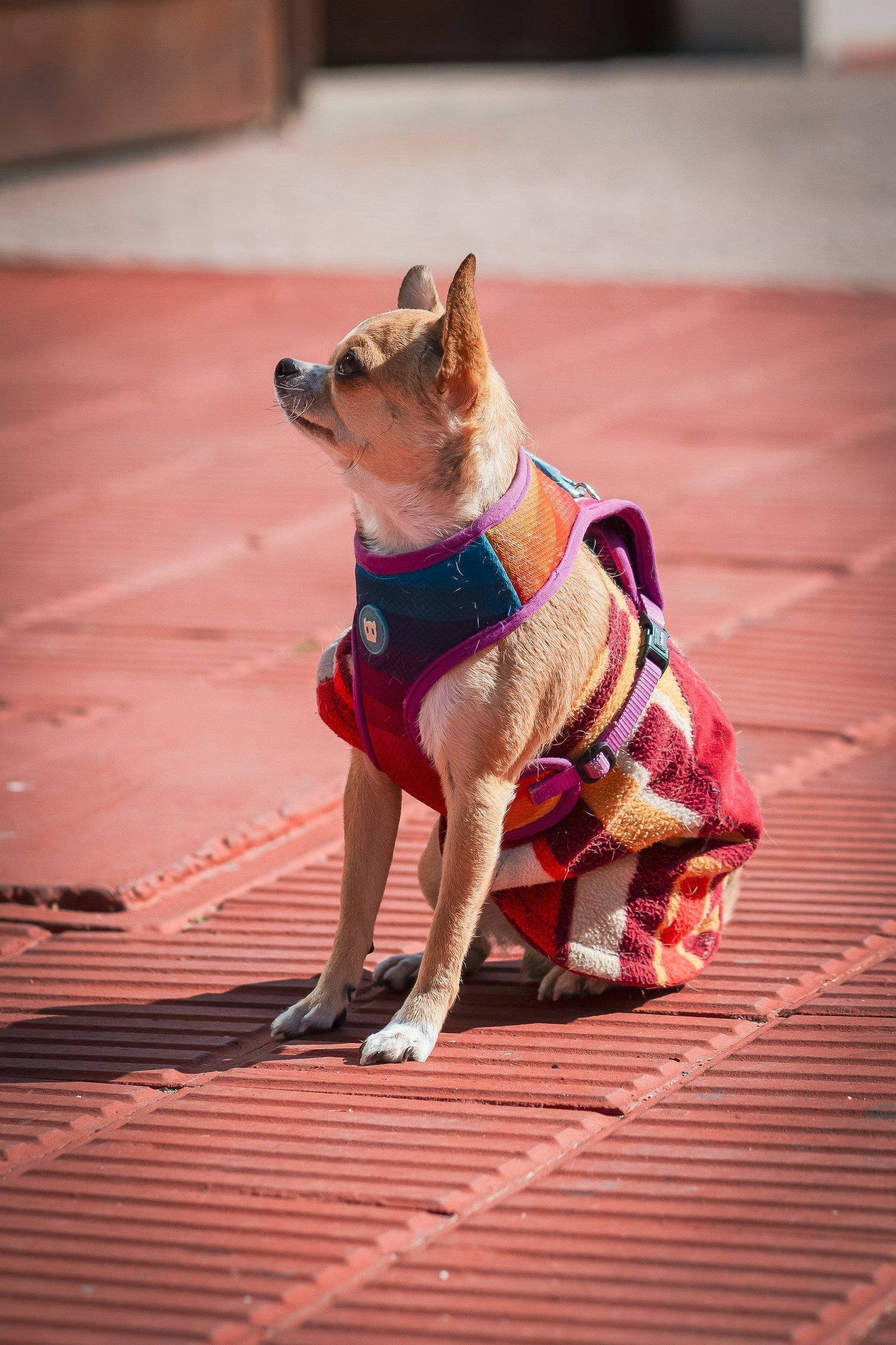 Pet Clothes & Costumes