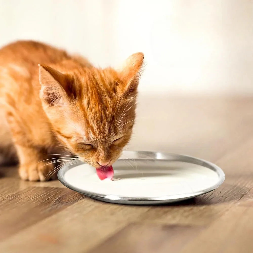 Whisker Friendly Stainless Steel Cat Bowls with Non Slip Base