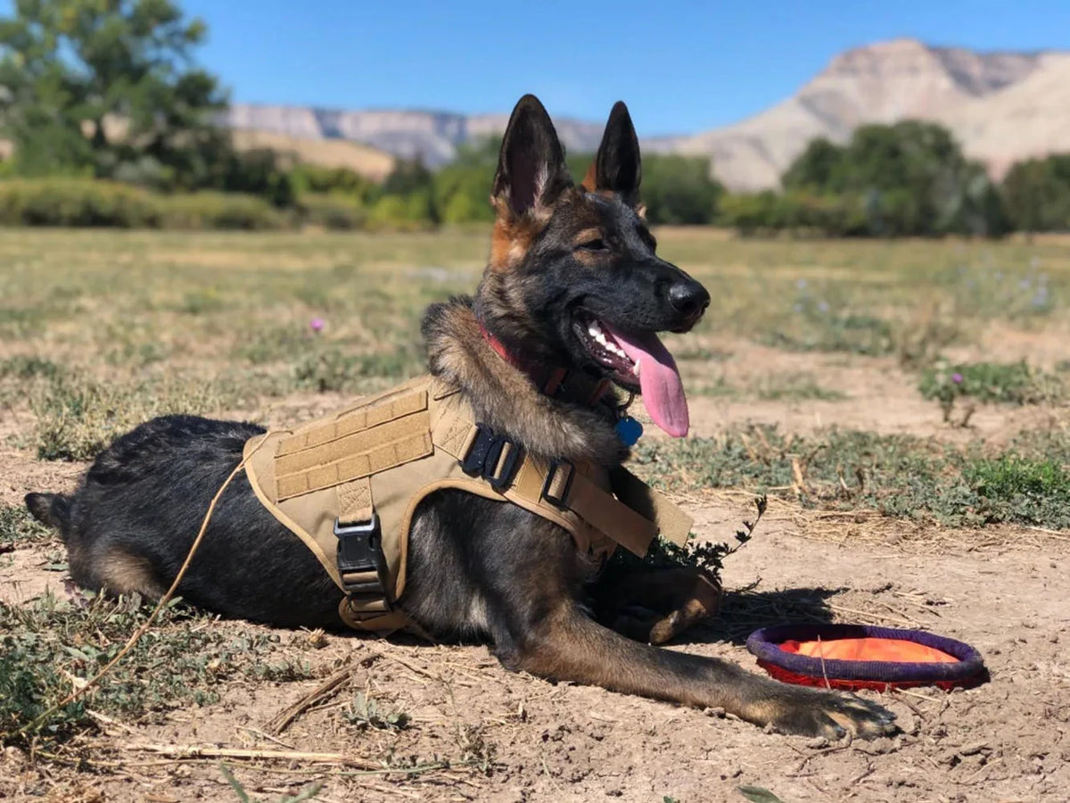 PETRAVEL Tactical Dog Harness and Nylon Collar Set for Walking